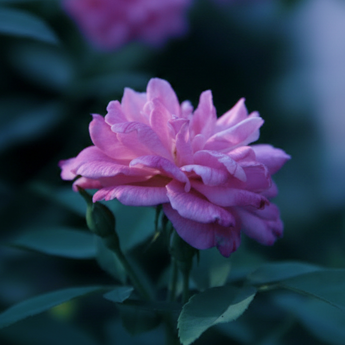 すだち発祥の地、神山町で受け継がれてきたすだち #ブルーローズ