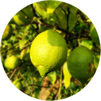 シリーズ代表原料「自然栽培レモン」について