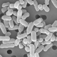 04LPS (パントエアバガンス培養液エキス)