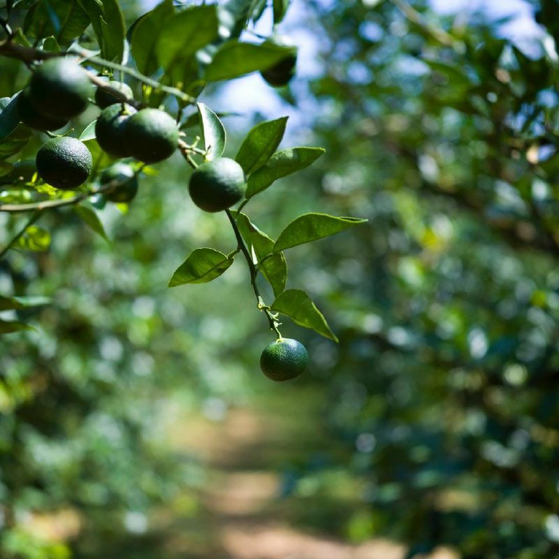 神山 すだち果汁 100ml