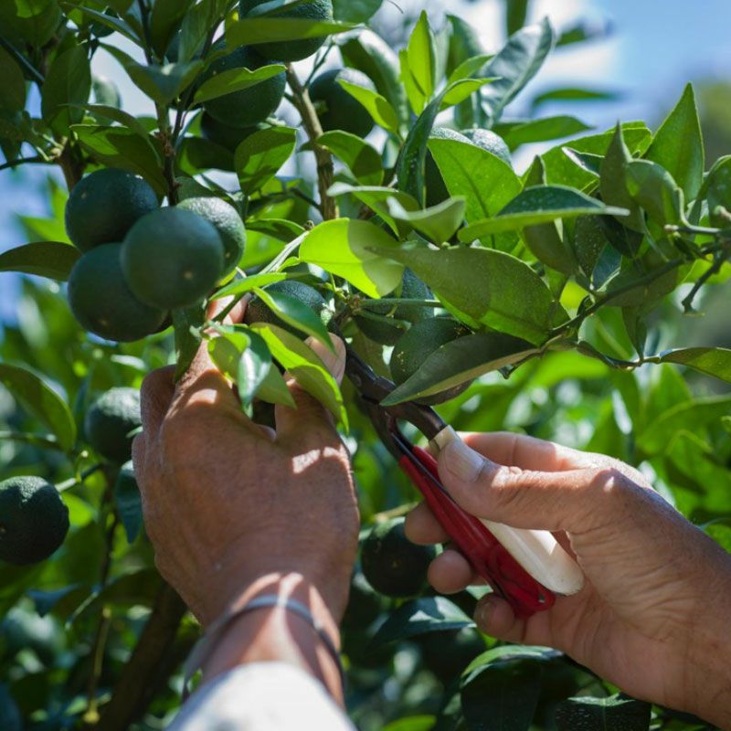 神山 すだち果汁 100ml
