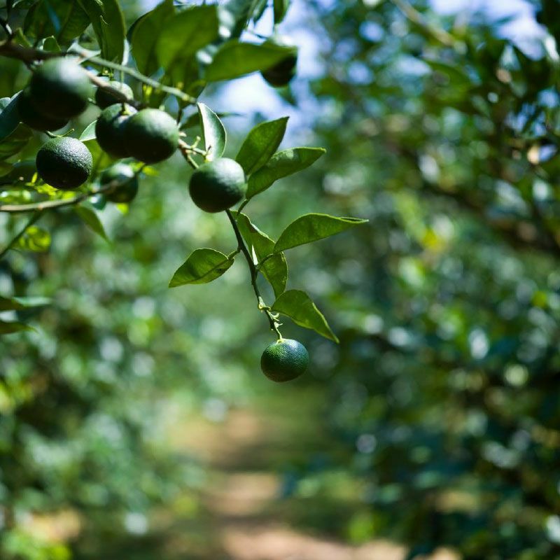 神山 すだち果汁 100ml×3本